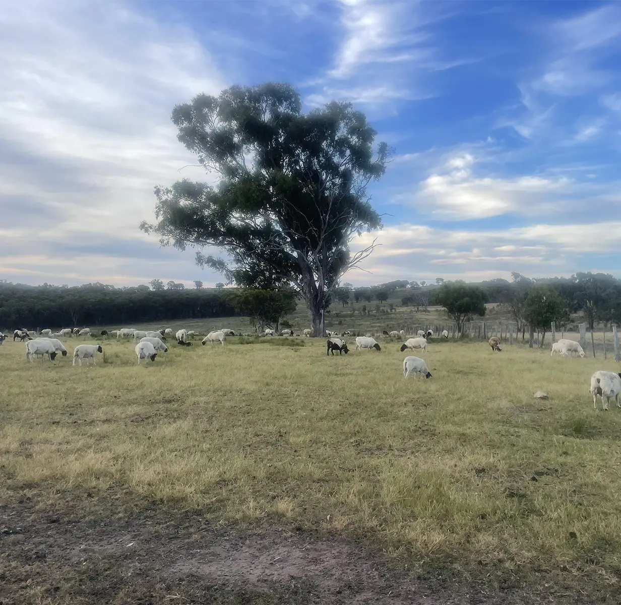 Cattle grazing in open field with scenic trees