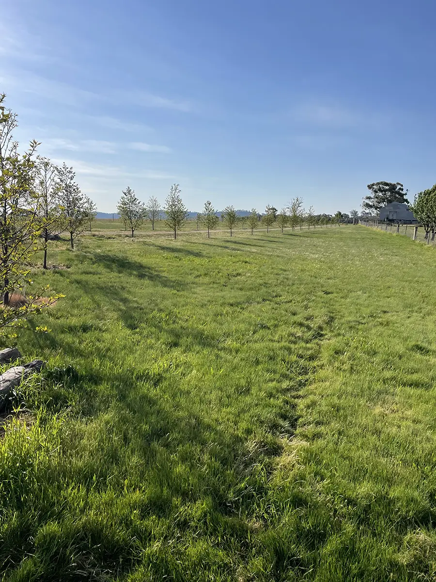 Young orchard trees with mountain views