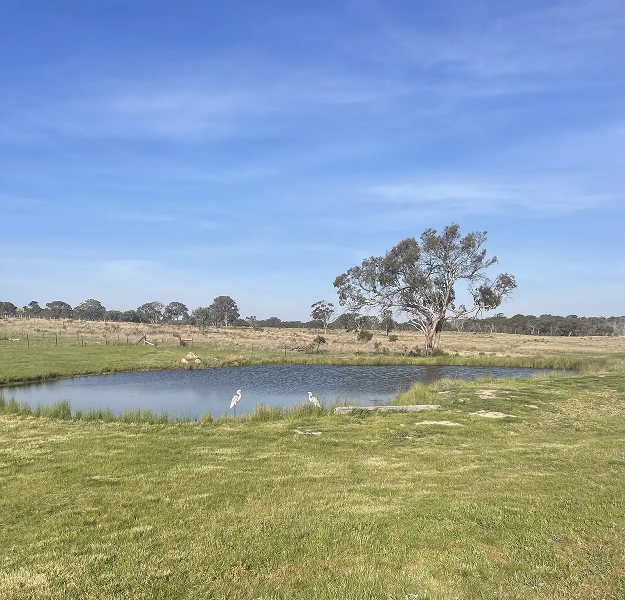 Farm pond with white herons and rolling hills